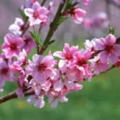 fotos-de-flores-de-primavera-13